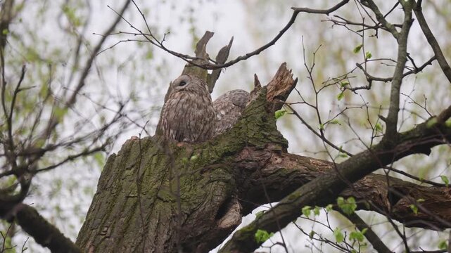 Two Tawny Owls sit on a broken tree
