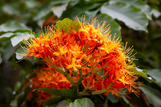The vibrant orange colours of flowers of the Ashoka Tree - Saraca asoca, Hanoi, Vietnam