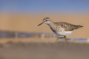 Łęczak (Tringa glareola) © Grzegorz