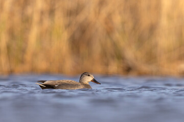 Krakwa (Mareca strepera) © Grzegorz