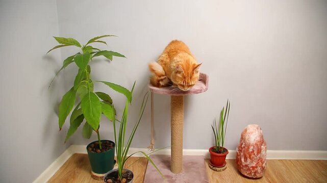 Orange Maine coon cat lying on a top part of scratching post near pots with green flowers and red salt lamp in room interior and looking fun. Bright portrait pet video