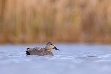 Krakwa (Mareca strepera) © Grzegorz
