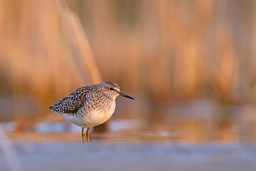 Łęczak (Tringa glareola) © Grzegorz