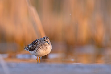 Łęczak (Tringa glareola) © Grzegorz