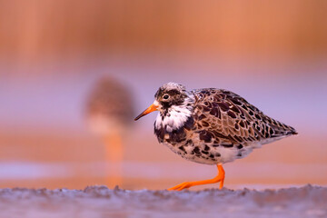 Batalion (Calidris pugnax) © Grzegorz