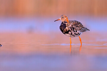 Batalion (Calidris pugnax) © Grzegorz