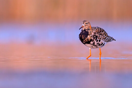 Batalion (Calidris pugnax)