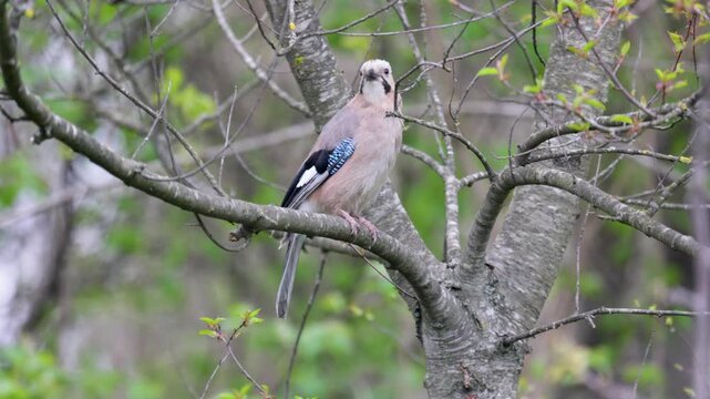 Jay bird sits on a tree branch