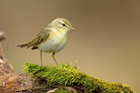 Piecuszek (Phylloscopus trochilus)