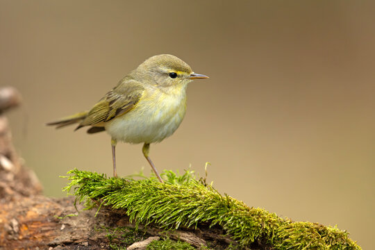 Piecuszek (Phylloscopus trochilus)