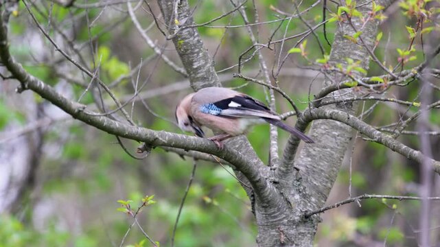 Jay bird sits on a tree branch