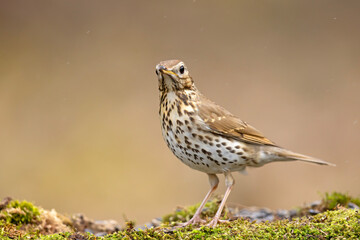 Śpiewak (Turdus philomelos) © Grzegorz