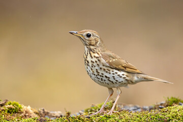 Śpiewak (Turdus philomelos) © Grzegorz