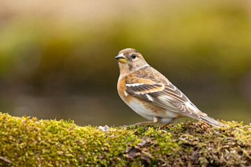 Jer (Fringilla montifringilla) © Grzegorz