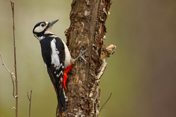 dzięcioł duży (Dendrocopos major) © Grzegorz