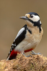 dzięcioł duży (Dendrocopos major) © Grzegorz