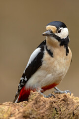 dzięcioł duży (Dendrocopos major) © Grzegorz