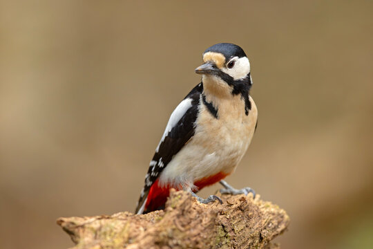 dzięcioł duży (Dendrocopos major)