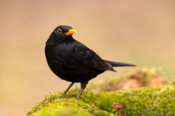 Kos (Turdus merula) © Grzegorz