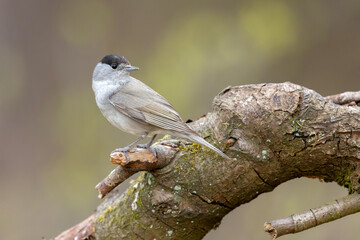 kapturka (Sylvia atricapilla) © Grzegorz