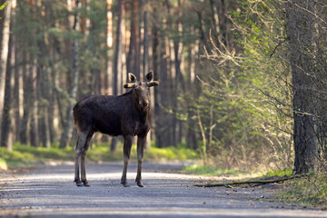 Łoś (Alces alces) © Grzegorz