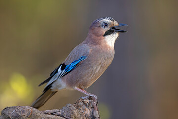 Sójka (Garrulus glandarius)  © Grzegorz