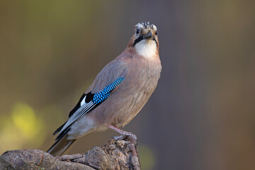 Sójka (Garrulus glandarius)  © Grzegorz