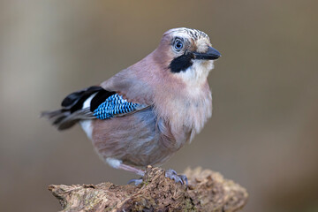 Sójka (Garrulus glandarius)  © Grzegorz