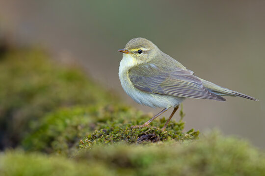 Piecuszek (Phylloscopus trochilus)
