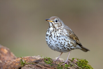 Śpiewak (Turdus philomelos) © Grzegorz