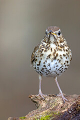 Śpiewak (Turdus philomelos) © Grzegorz