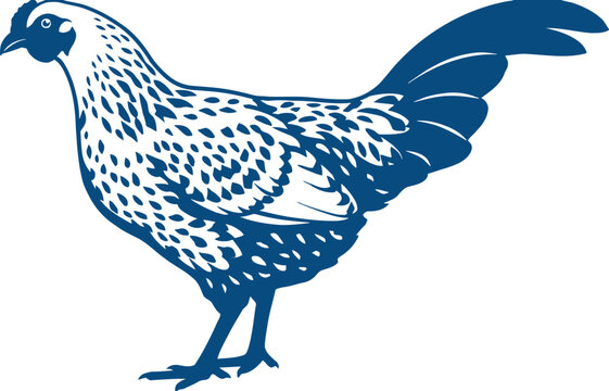 A blue illustration of a speckled chicken standing on white background