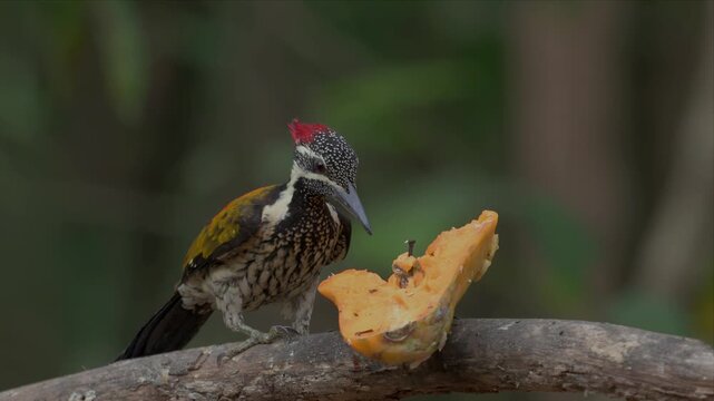 Slow motion video of a Black rumped Flameback bird eating fruit. Its feathers show intricate patterns and earthy tones. The background is softly blurred, emphasizing the bird.