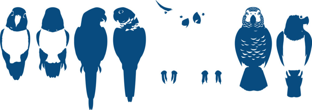 Blue and white parakeets in various poses and views