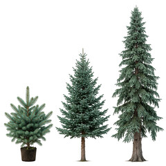 Fototapeta premium Three dark green pine trees for forest scenery isolated on transparent