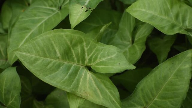 Variegated leaves of Syngonium podophyllum. arrowhead vine in a pot.