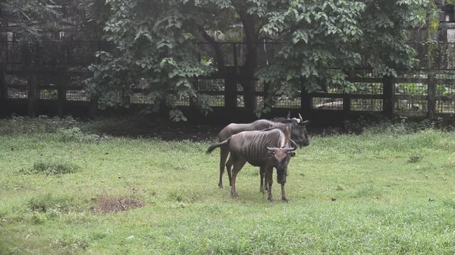 Two wildebeest grazing in a green field with trees and a fence.