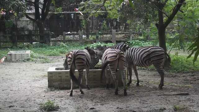 A group of zebras gathered at a feeding trough in a zoo habitat.