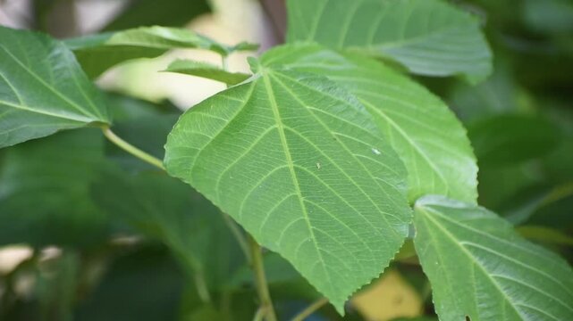 Lush red hot cats tail foliage of Acalypha hispida. in a tropical garden setting.