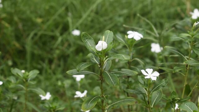 Beautiful pink periwinkle flowers of Catharanthus roseus. blooming in the sun.