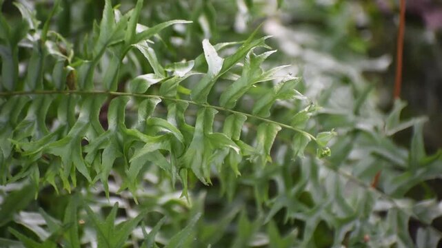 Lush green fronds of Nephrolepis falcata. fishtail swordfern in a garden.