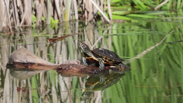 A red-eared slider turtle sits on an old piece of driftwood. Close-up
