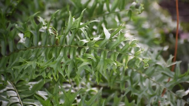 Close up of the unique fishtail fronds of Nephrolepis falcata. fern.
