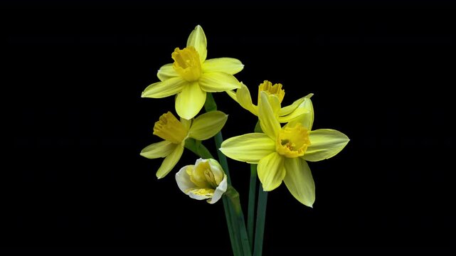 Narcissus. Blooming of beautiful yellow flowers on black background. Daffodil. Timelapse. 4K.