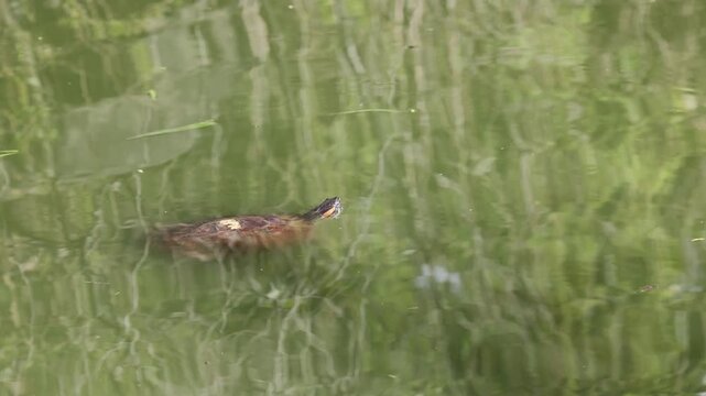 A red-eared slider turtle swims along the water in a pond