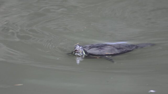 A red-eared slider turtle swims along the water in a pond