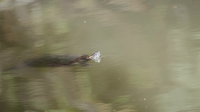 A red-eared slider turtle swims along the water in a pond