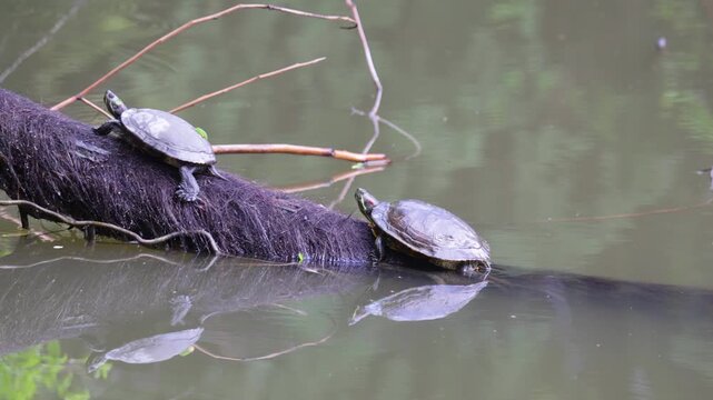 A red-eared slider turtle sits on an old piece of driftwood. Close-up