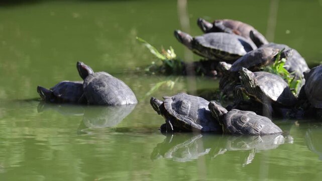 Red-eared slider turtle basks in the sun by a pond
