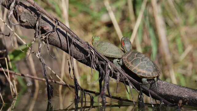 A red-eared slider turtle sits on an old piece of driftwood. Close-up